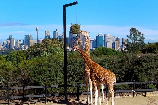 Sydney 3, 5, or 7 Ticket Flexi Pass - Wildlife with a View: Taronga Zoo vs WILD LIFE Sydney Zoo