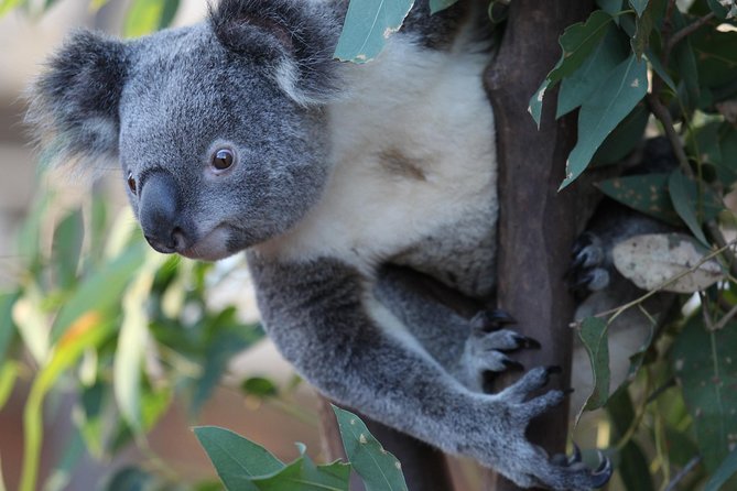 Sydney Attractions Pass: SEA LIFE Aquarium, Sydney Tower Eye, WILD LIFE Zoo and Madame Tussauds - How This Sydney Attractions Pass Really Works