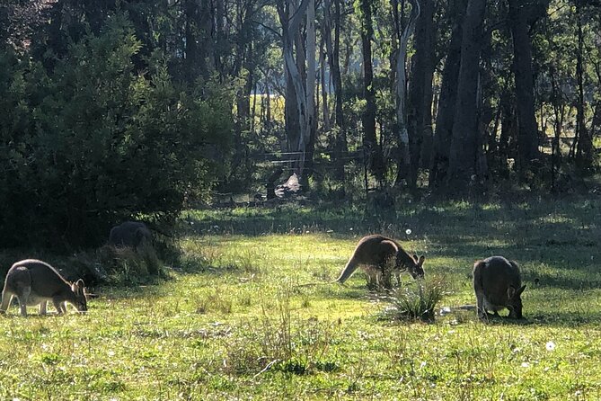 Sydney Blue Mountains Day Tour with Wildlife Park and Waterfalls - Three Sisters: where the famous photo meets Indigenous stories