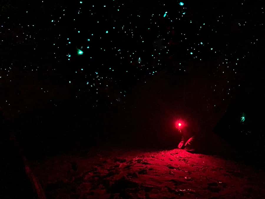 Sydney: Blue Mountains Glow Worms Wild Adventure by Night - Key things to know before you go