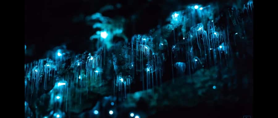 Sydney: Blue Mountains Glow Worms Wild Adventure by Night - Headlamps with red-light mode and what it means on the trail