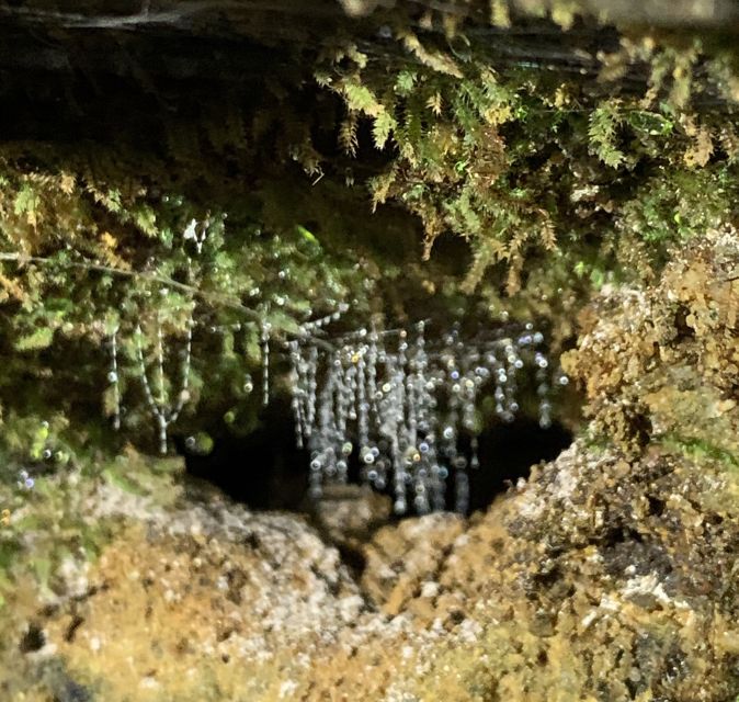 Sydney: Blue Mountains Glow Worms Wild Adventure by Night - The forest hike: short, but not flat