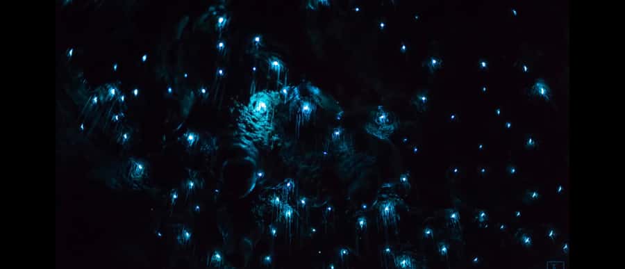 Sydney: Blue Mountains Glow Worms Wild Adventure by Night - The cave waterfall and the glow worm moment