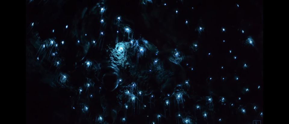 Sydney: Blue Mountains Glow Worms Wild Adventure by Night - Who should book this glow worm night tour