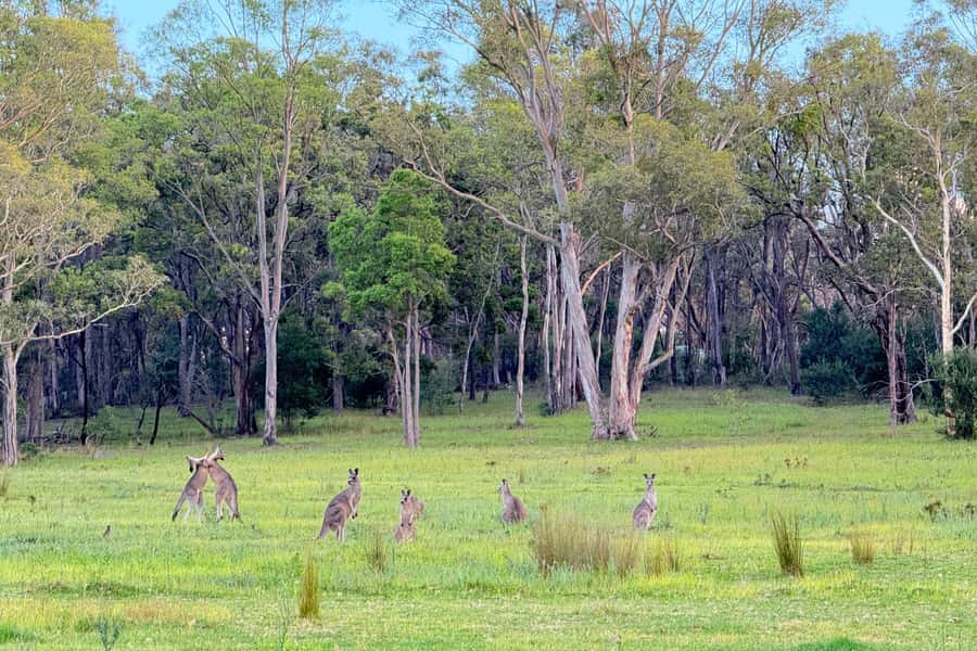 Sydney: Blue Mountains Kangaroos, Wilderness and Sunset Tour - Sunset at Three Sisters and Narrow Neck: photo time with a purpose
