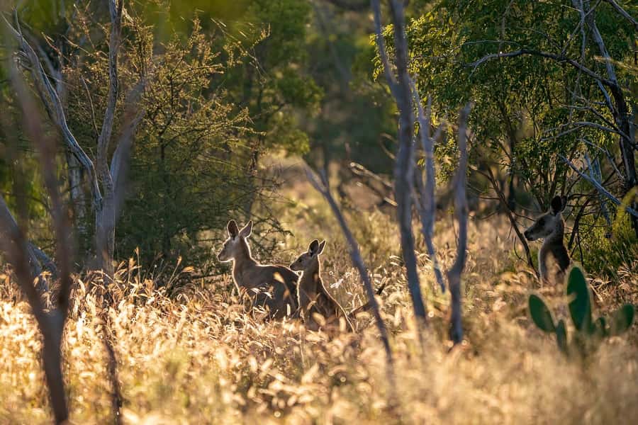 Sydney: Blue Mountains Kangaroos, Wilderness and Sunset Tour - Craig’s small-group style: seeing more with less waiting