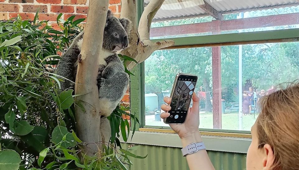 Sydney: Blue Mountains Late Start: Walks, Wildlife & Dinner - Grose Valley Walk: Short, Scenic, and Made for Bird-Spotting