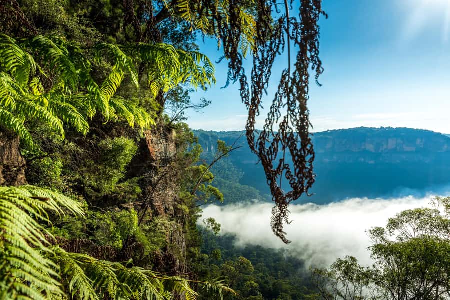 Sydney: Blue Mountains Late Start: Walks, Wildlife & Dinner - Getting Around: Comfort, Pickups, and the Small-Group Advantage