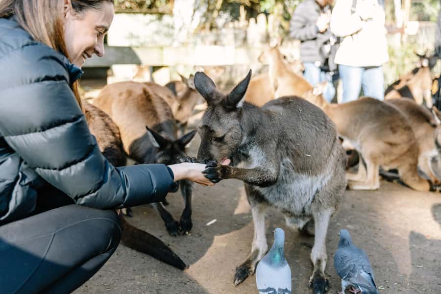 Sydney: Blue Mountains Scenic World, Wildlife Park and Lunch - Scenic Stops on the Drive: Jamison Valley Outlooks and Lincoln’s Rock