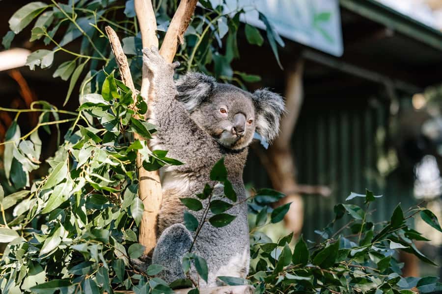 Sydney: Blue Mountains Scenic World, Wildlife Park and Lunch - Price and Value: Is $197 Worth It?
