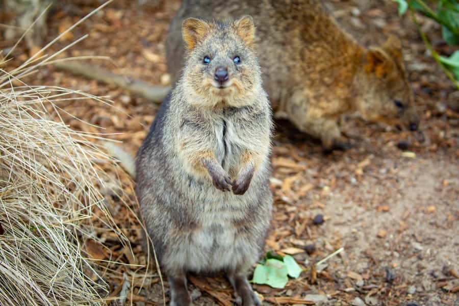 Sydney: Blue Mountains, Scenic World, Zoo & Lincoln's Rock - Weather, heights, and what to bring so you enjoy it