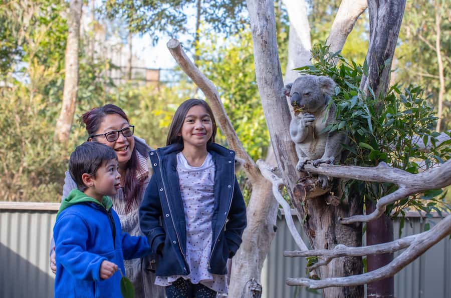 Sydney: Blue Mountains, Scenic World, Zoo & Lincoln's Rock - A 10-hour plan that actually feels like a day, not a checklist