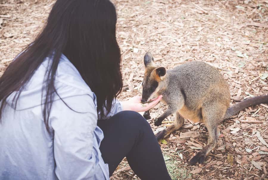 Sydney: Blue Mountains Wildlife & Bushwalk Small-Group Tour - Featherdale Wildlife Park: kangaroos, koalas, wombats up close