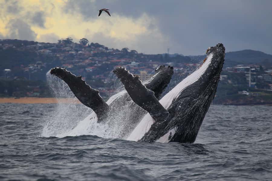 Sydney: Discovery Whale Watching Tour by Catamaran - Whale Time Faster: Why the 30-Minute Open-Ocean Run Matters