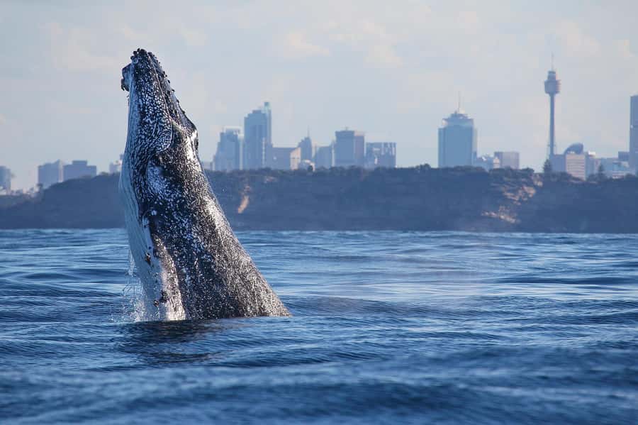 Sydney: Discovery Whale Watching Tour by Catamaran - Fantasea Avalon on Two Decks: Comfort Meets Speed