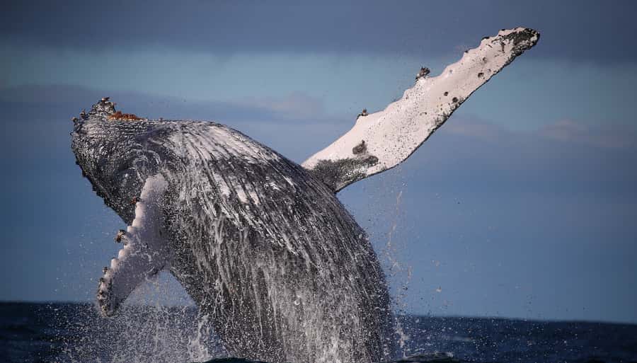 Sydney: Discovery Whale Watching Tour by Catamaran - Whale Watching in Real Life: What You’re Actually Waiting For