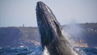 Sydney: Discovery Whale Watching Tour by Catamaran - From Aquarium Wharf to the Hunt: How the Cruise Feels