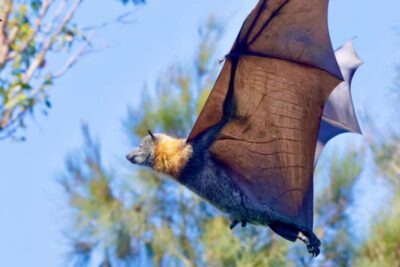 Sydney: Flying Fox Tour, Australia's Largest Bats - Meeting near Circular Quay: finding the van and getting your bearings fast