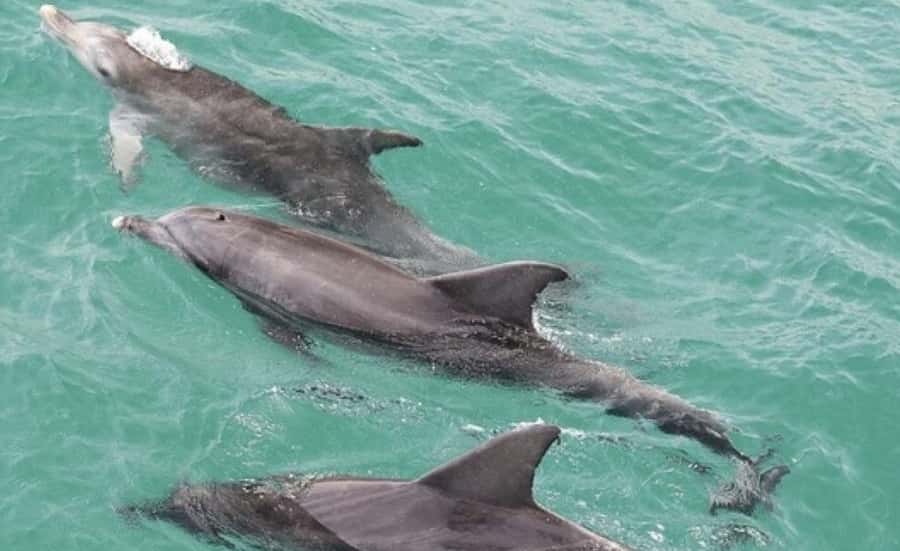 Sydney: Jervis Bay Day Trip with Dolphins, Roos & Beach Time - The dolphin cruise in Jervis Bay Marine Park: how to maximize your sightings