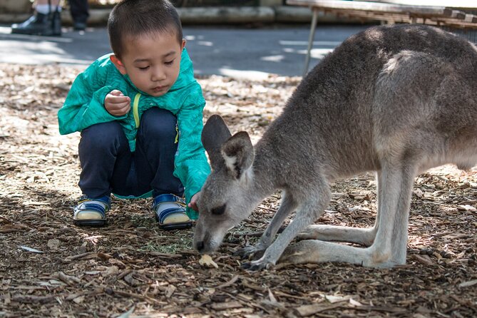 Sydney: Luxury Blue Mountains Adventure as a Small Group Day Tour - The guide effect: stories, pacing tweaks, and local know-how