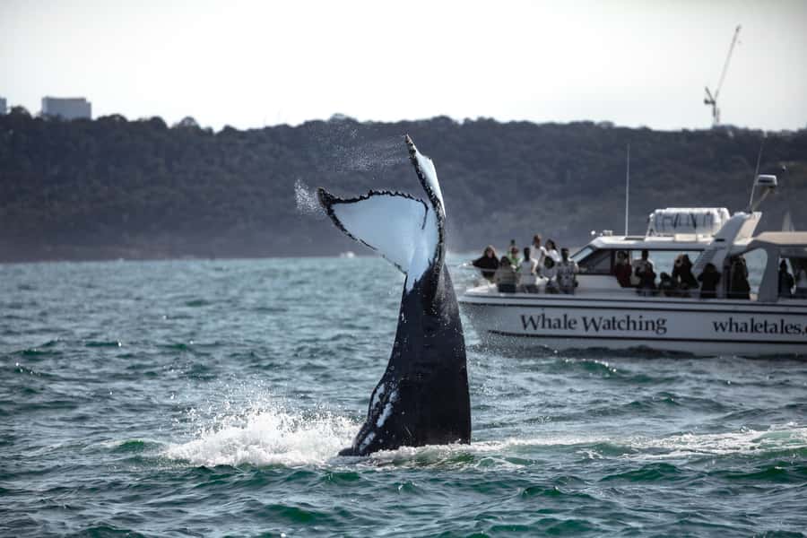 Sydney: Ocean Whale Watching Experience - Key things to know before you go