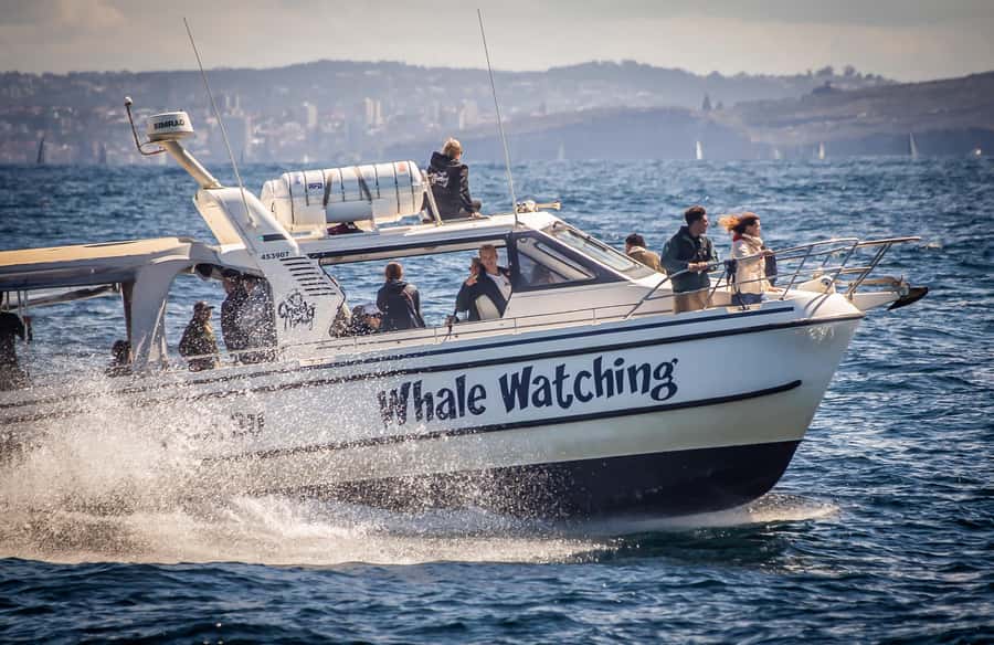 Sydney: Ocean Whale Watching Experience - From King Street Wharf #3 to the whale zone: how the trip really feels