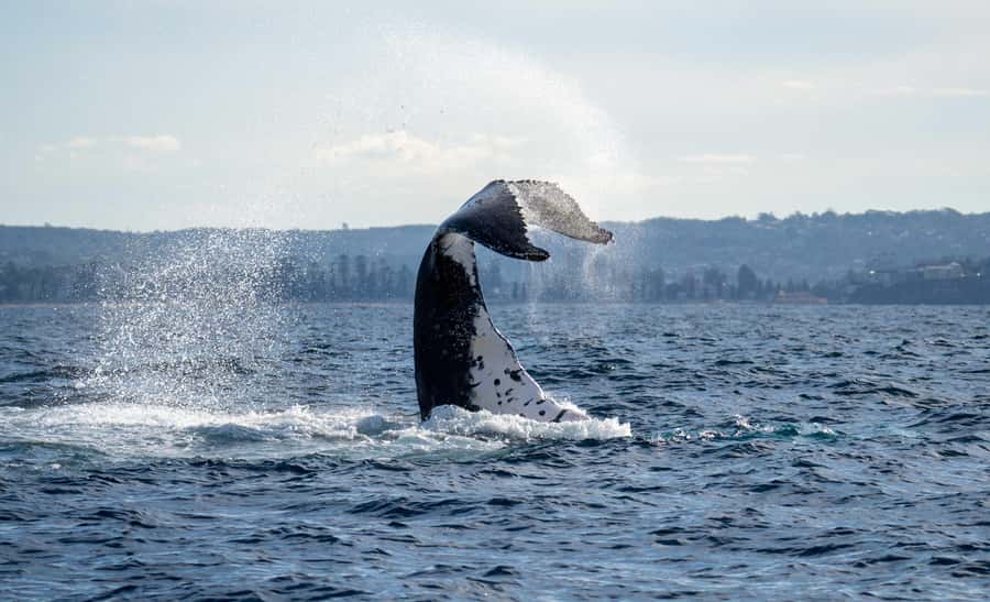 Sydney: Ocean Whale Watching Experience - Passing Sydney icons: Harbour Bridge and Opera House time