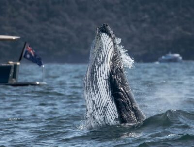Sydney: Ocean Whale Watching Experience - Meeting at Whale Tales: the 5-minute start that sets expectations