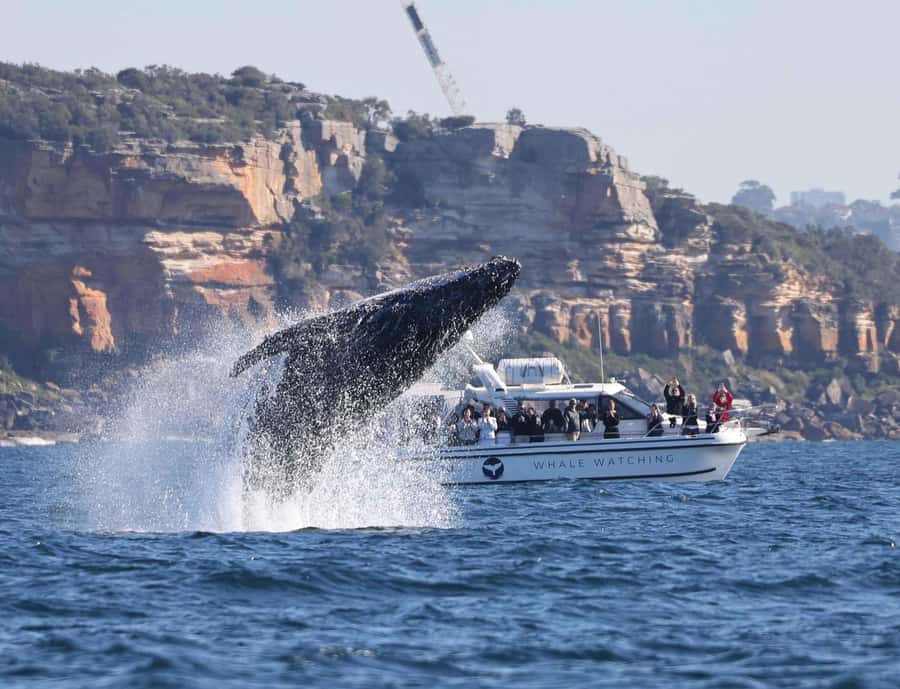 Sydney: Ocean Whale Watching Experience - The 2-hour whale watching window: what you should aim to see