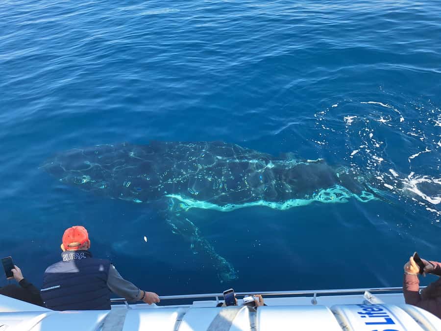 Sydney: Ocean Whale Watching Experience - The crew’s role: commentary, whaling history, and real spotting skill