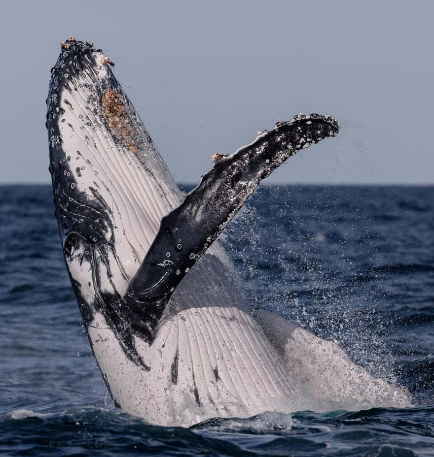 Sydney: Ocean Whale Watching Experience - Weather, sea sickness, and comfort tips that actually help