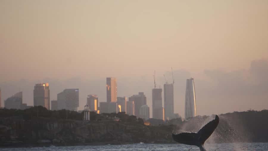Sydney: Ocean Whale Watching Experience - Price and value: is $98 worth 150 minutes of open-ocean time?