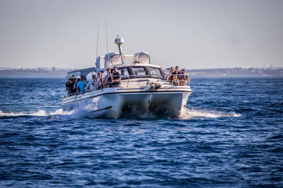 Sydney: Ocean Whale Watching Experience - Who this cruise suits best (and who might reconsider)