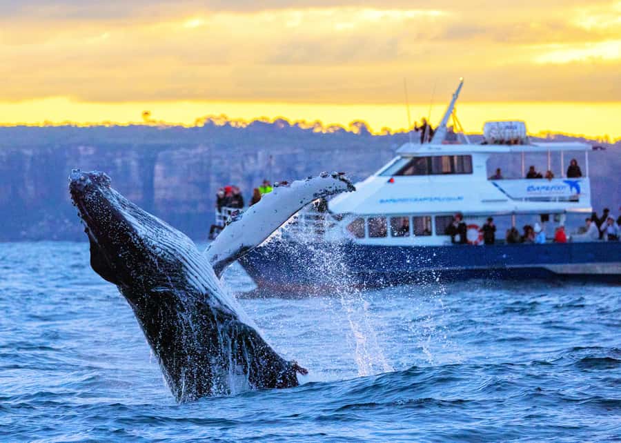 Sydney: Scenic Whale Watching Cruise - Whales Guaranteed - Key things I’d watch for