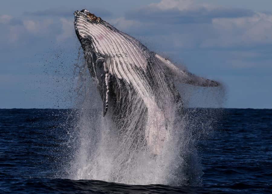 Sydney: Scenic Whale Watching Cruise - Whales Guaranteed - Where You Start: Eastern Pontoon Wharf at Circular Quay