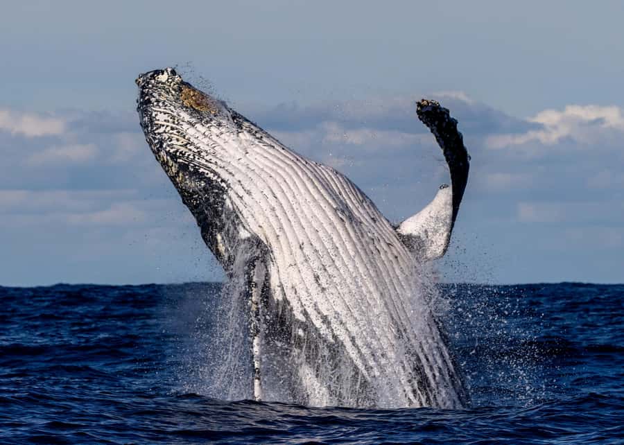 Sydney: Scenic Whale Watching Cruise - Whales Guaranteed - The Route: Sydney Harbour Icons, Then Sydney Heads and Open Water
