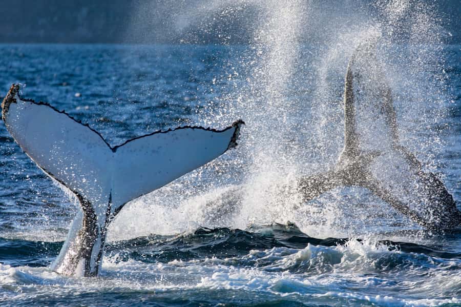 Sydney: Scenic Whale Watching Cruise - Whales Guaranteed - The “Whales Guaranteed” Promise: Managing Expectations at Sea