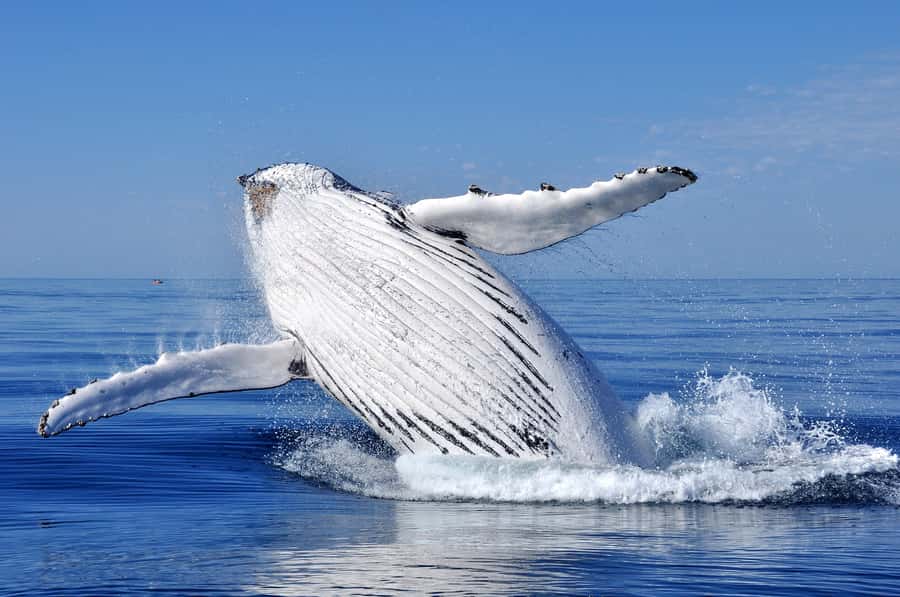 Sydney: Scenic Whale Watching Cruise - Whales Guaranteed - Captain Dean and Tom: Commentary That Makes the Hours Feel Short