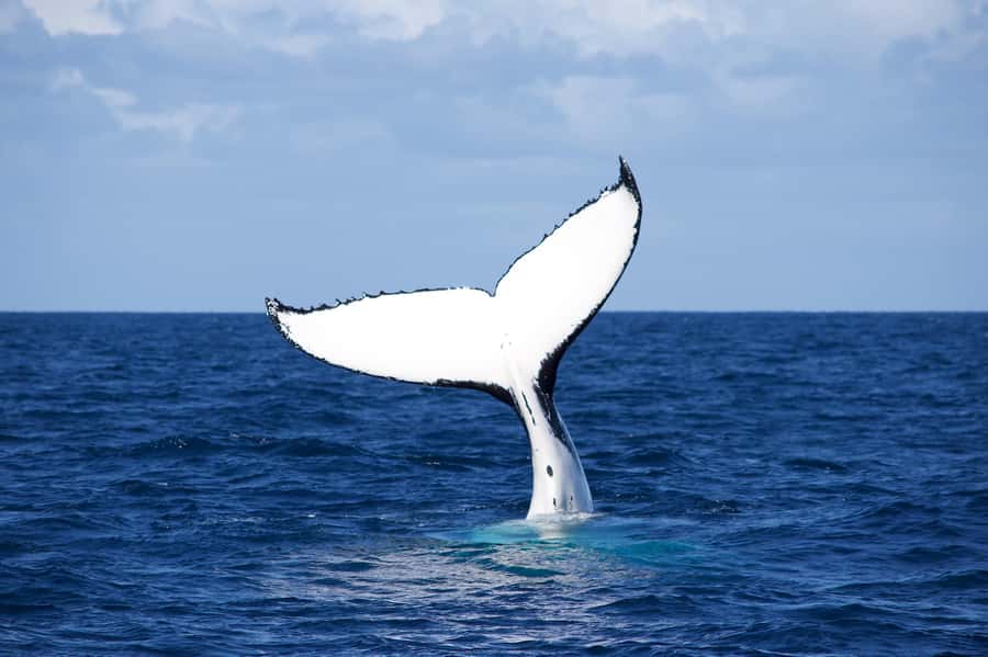Sydney: Scenic Whale Watching Cruise - Whales Guaranteed - Photo Support on Board: Get the Shot Without Missing the Moment