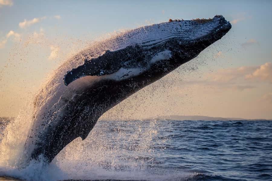 Sydney: Scenic Whale Watching Cruise - Whales Guaranteed - When the Water Gets Choppy: Seasickness, Toilets, and Real Deck Time