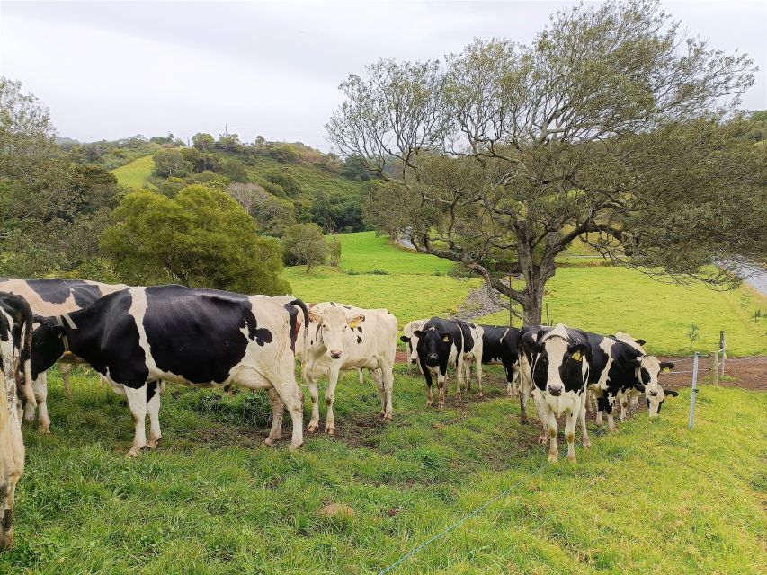 Sydney: Sea Cliff Bridge, Kiama Blowhole and Farmlands Tour - The scenery-and-nature mix: what it means for your “Sydney” expectations