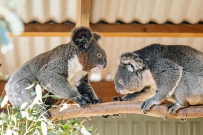Sydney: Small Group Blue Mountains, Wildlife & Waterfalls - The Scenic Coach Ride and Photo Stops You Can Actually Use