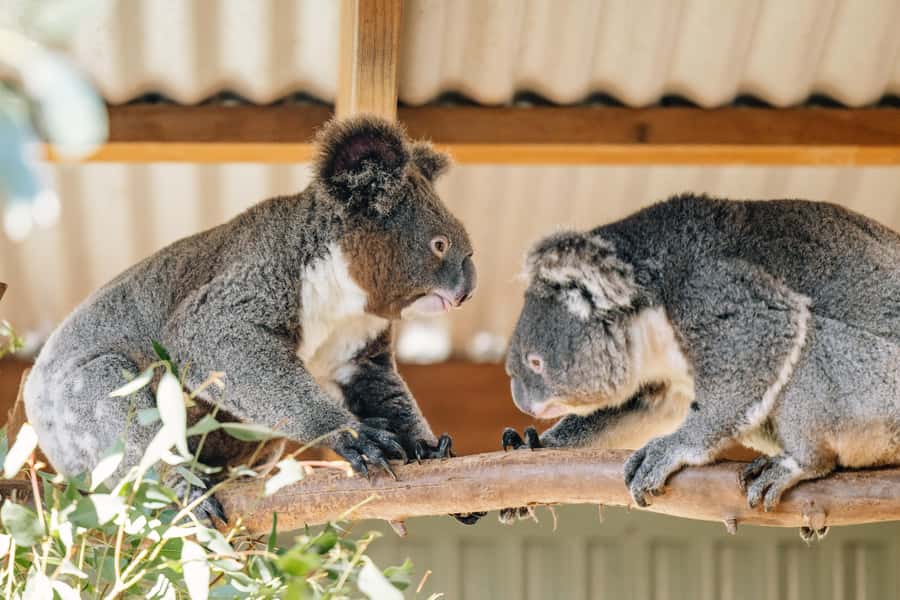 Sydney: Small Group Blue Mountains, Wildlife & Waterfalls - The Scenic Coach Ride and Photo Stops You Can Actually Use