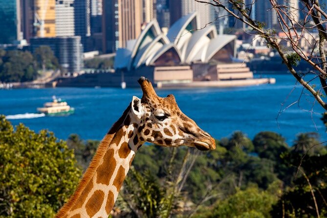 Sydney Taronga Zoo General Entry Ticket - Key things I think are worth planning for