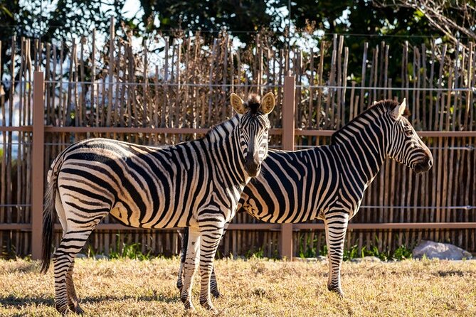 Sydney Taronga Zoo General Entry Ticket - Animal spotting reality check (so you don’t feel “ripped off”)