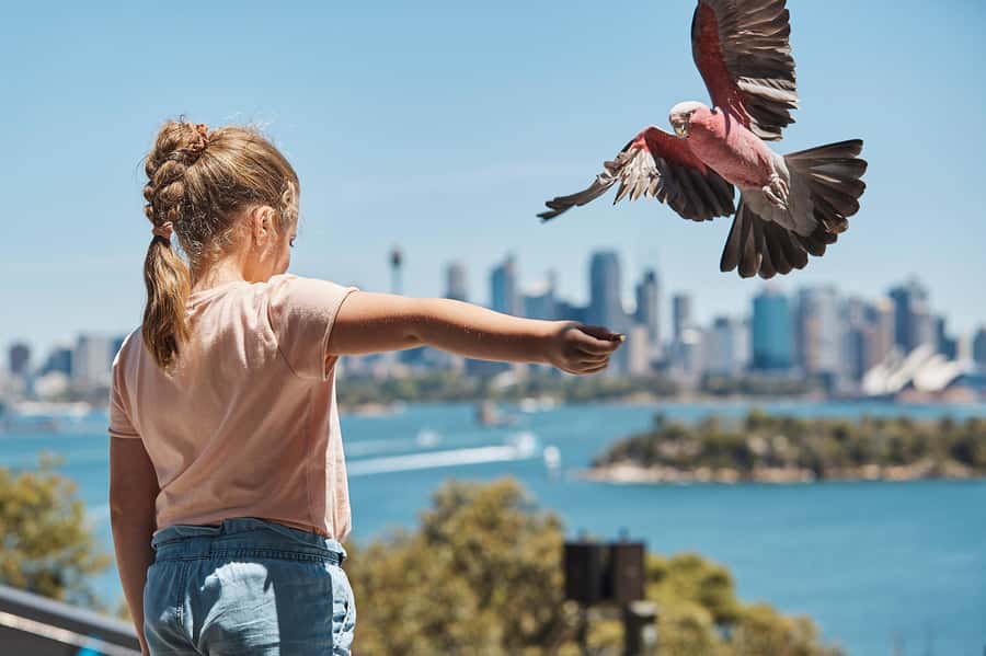 Sydney: Taronga Zoo Ticket with Return Ferry - Value for $55: When This Ticket Works Best