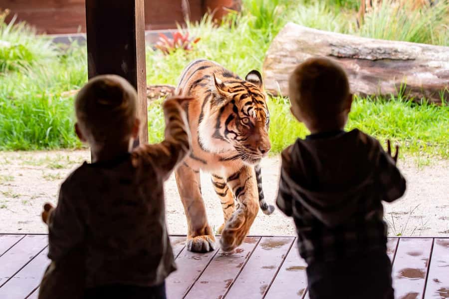Sydney: Taronga Zoo Ticket with Return Ferry - Getting to Your Fantasea Pickup at Circular Quay or Darling Harbour
