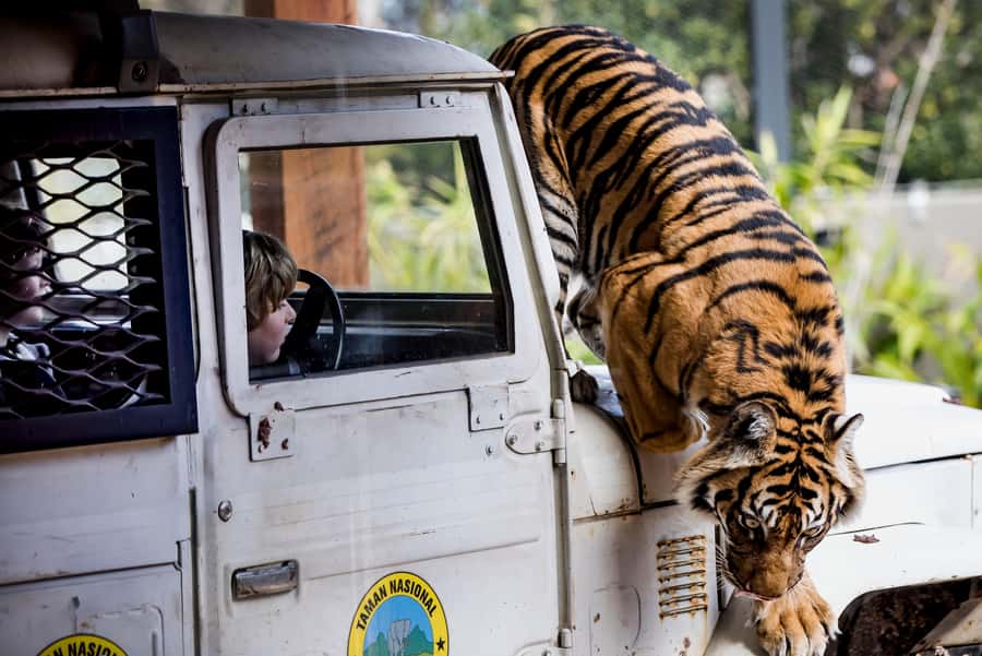 Sydney: Taronga Zoo Ticket with Return Ferry - Your Day at Taronga: A Self-Guided Zoo With Real Animal Focus