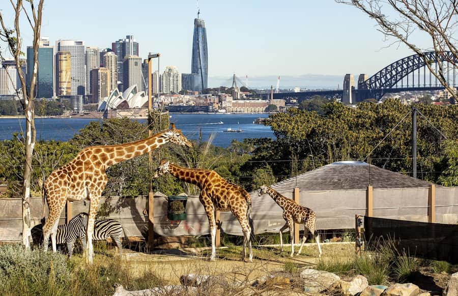 Sydney: Taronga Zoo Ticket with Return Ferry - The Zoo Map Game: Where to Start for Tigers, Kangaroos, Birds, and More