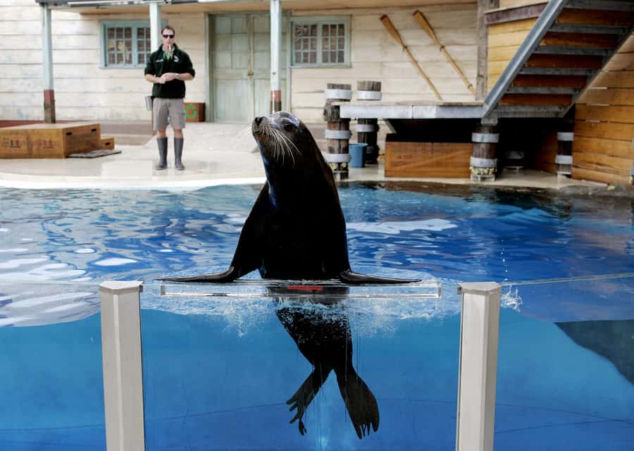 Sydney: Taronga Zoo Ticket with Return Ferry - Food, Snacks, and the Reality of a Big Zoo Day